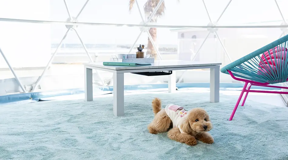 Spend your special day with your special pet