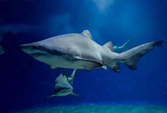 アクアワールド茨城県大洗水族館